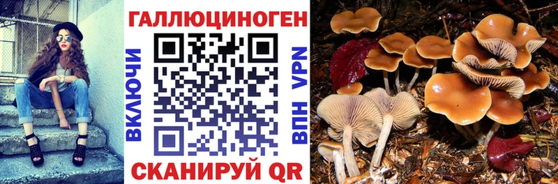 как найти закладки  Ахтырский  ссылка на мегу маркетплейс  Псилоцибиновые грибы Magic Shrooms 